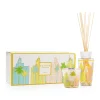 Baobab 'My First Baobab', Gift Box Miami | Miami | A114697