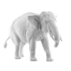 Elefant Djamila Rüssel abwärts | A113156