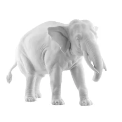 Elefant Djamila Rüssel abwärts | A113156