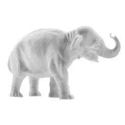Junger Elefant Hilde Rüssel aufwärts | A114954